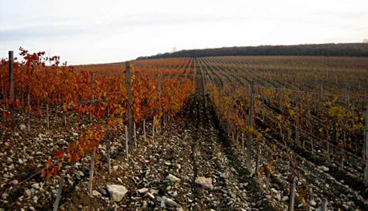 Гастрономический тур по Кубани Гай-Кодзор