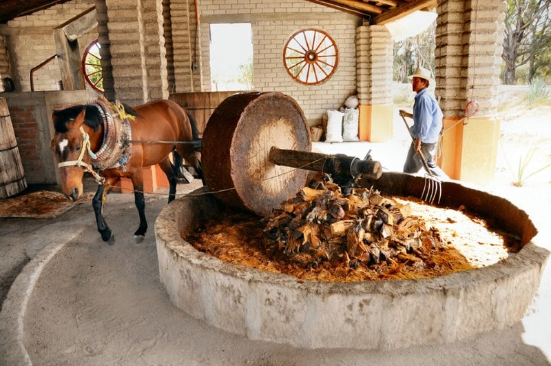 Как и из чего сделать текилу