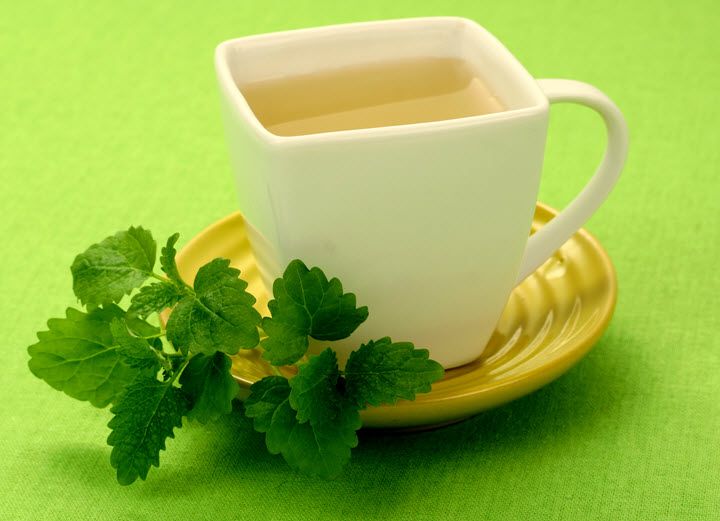 Отвар мелиссы