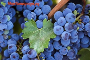 Готовим вино из винограда Изабелла