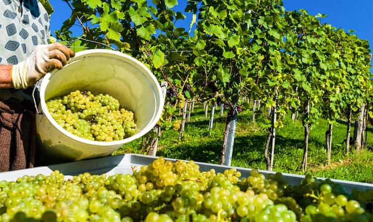 Азербайджанские вина и их особенности