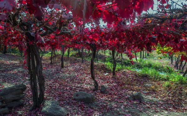 Обзор чилийского вина Карменер