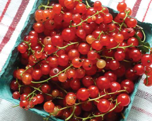 Готовим наливки и настойки из смородины