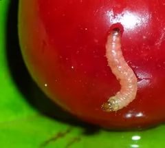 Рецепты наливки из вишни в домашних условиях