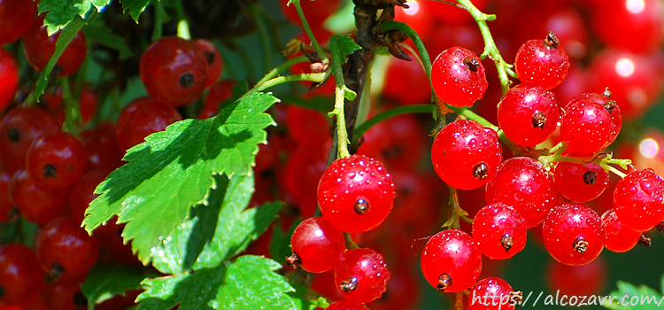 Как приготовить вино из смородины