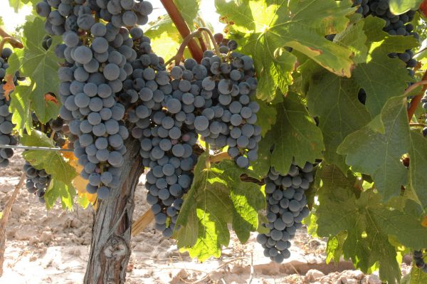 Обзор вина Мальбек