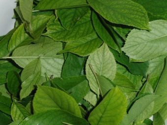 Настойки из красной и черноплодной рябины