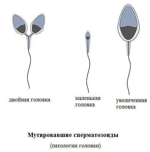 Алкоголь перед спермограммой