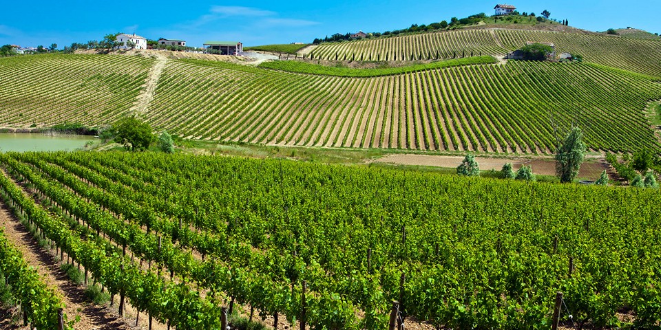 Обзор вина Монтепульчано