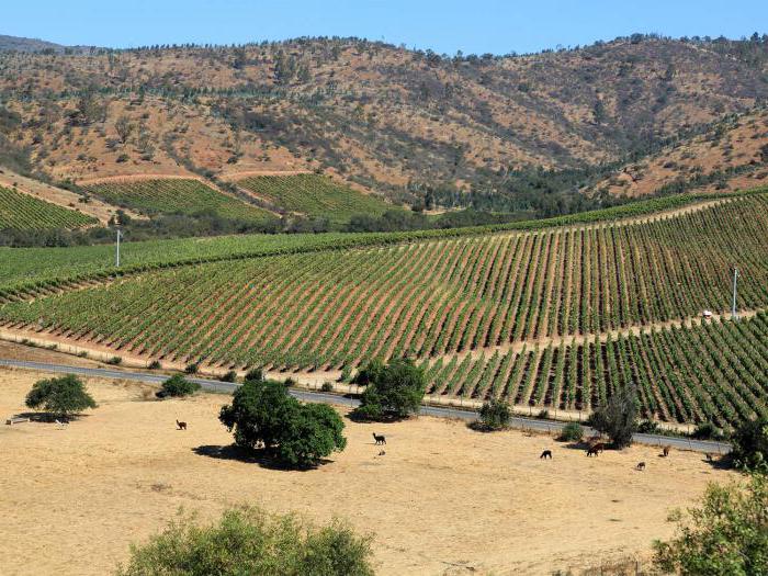 Обзор чилийского вина