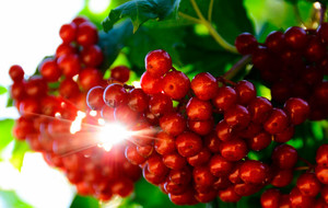 Рецепт приготовления вина из калины