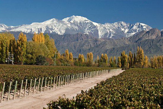 Обзор вина Мальбек