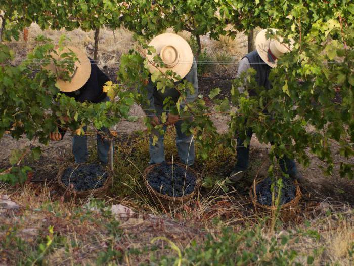 Обзор чилийского вина