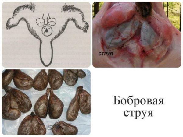 Как принимать бобровую струю