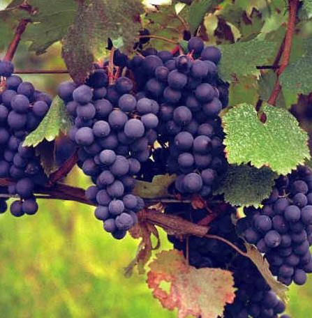 Вино Саперави