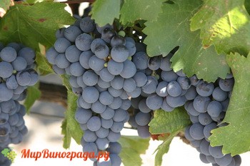 Обзор вина Мальбек