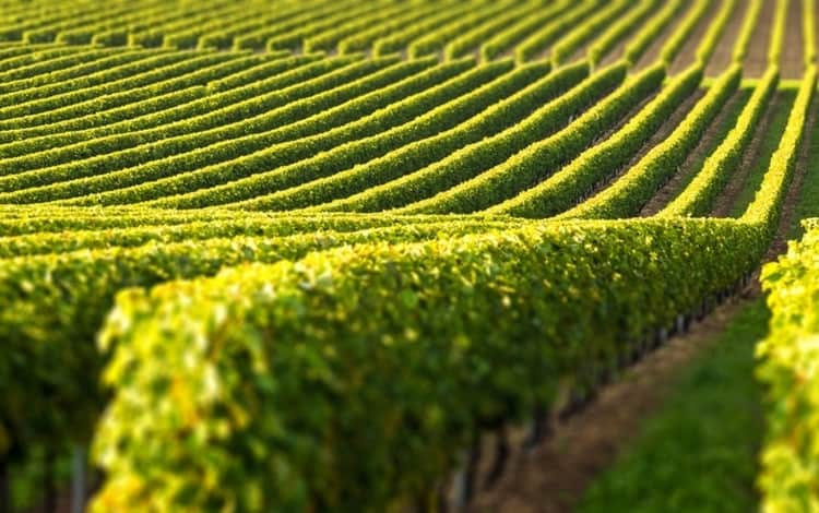 Рейтинг элитных коньяков