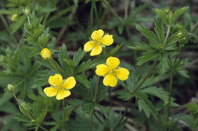 Как приготовить калгановую настойку