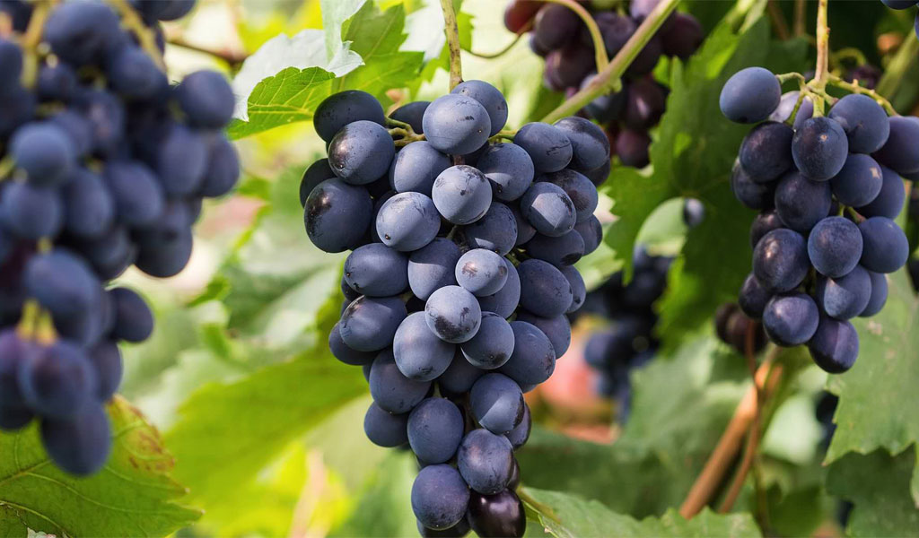 Вино Саперави