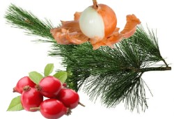 Делаем настойку на сосновых шишках