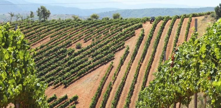 Описание сортов винограда