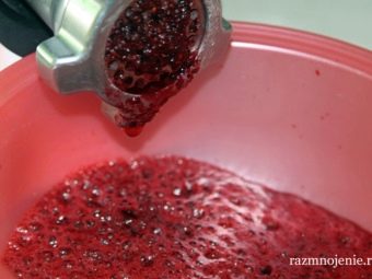 Настойки из красной и черноплодной рябины