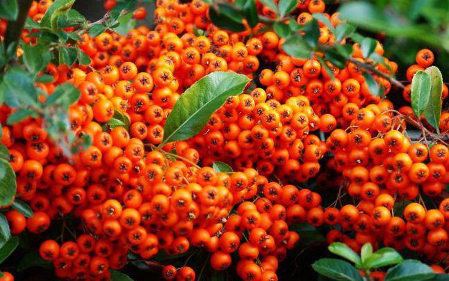 Как приготовить вино из облепихи