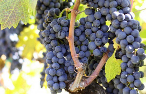 Обзор вина Мальбек