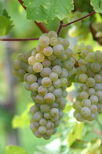 Вино Рейнхессен