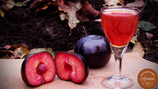 брага для самогона из слив в рюмке на столе