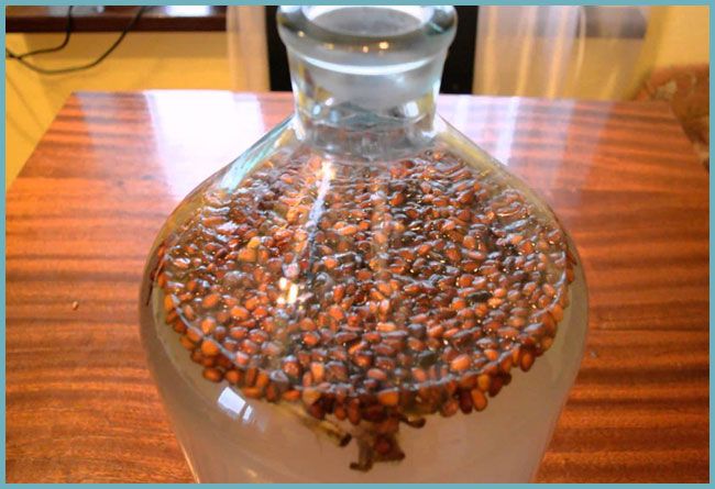 Настойка кедровая