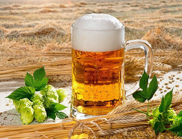 Пиво из зерна пшеницы