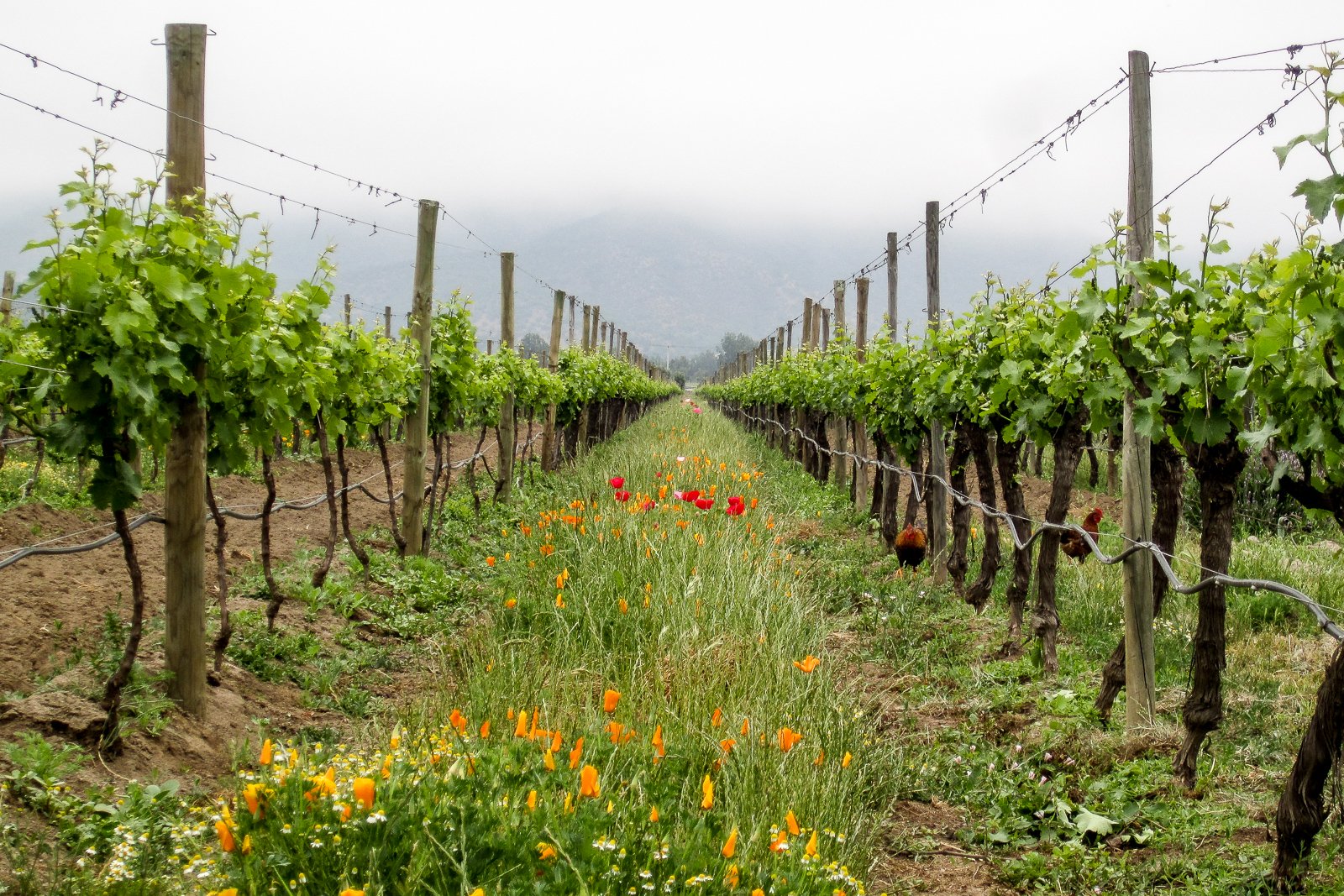 Виноградник